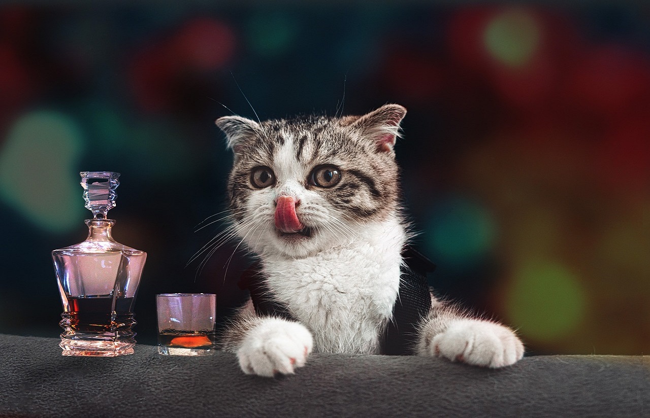 How To Taste whisky – Amazing whisky Tasting Tips For Beginners.